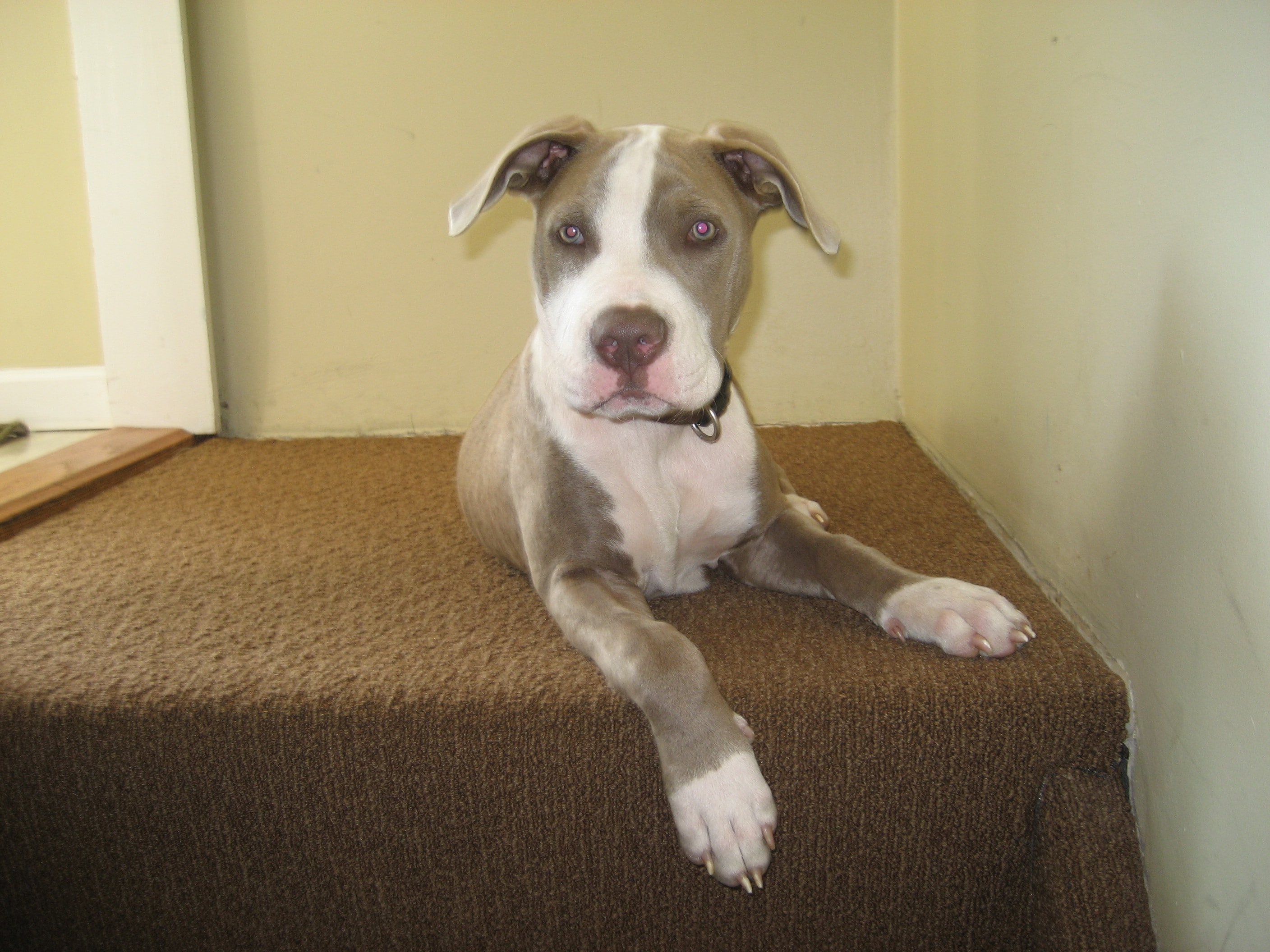 Puppy learning basic commands with trainer